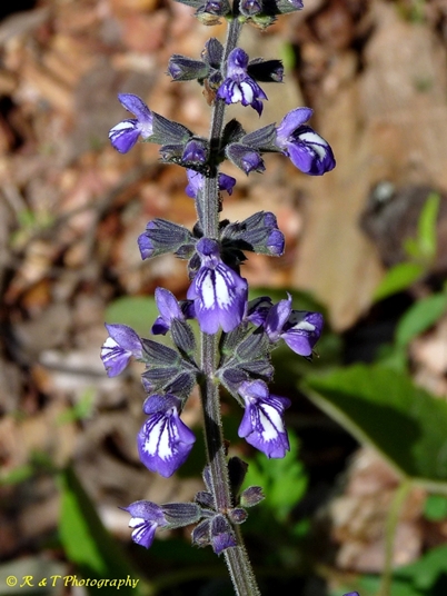 {Salvia urticifolia}